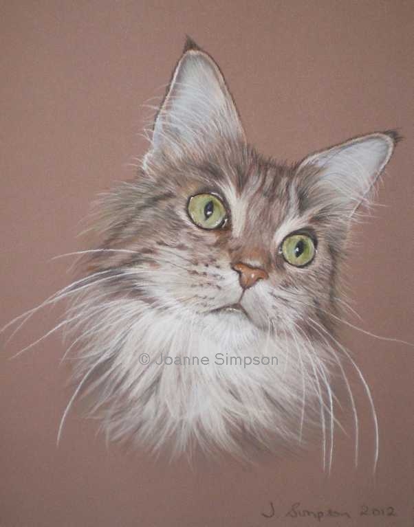 Maine Coon pet portrait.